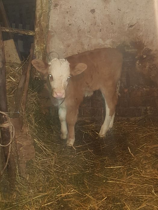 Vaca cu vițel tauras