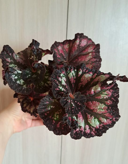 Продам декоративно-лиственную королевскую бегонию