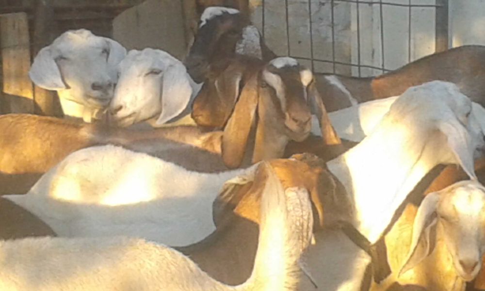 Козье молоко. Ешки сути сатылады.