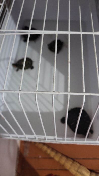 Возьму на передержку животных