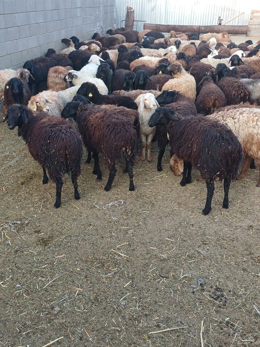 Токтылар сатылады