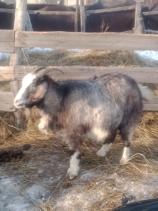 Продам котную козу