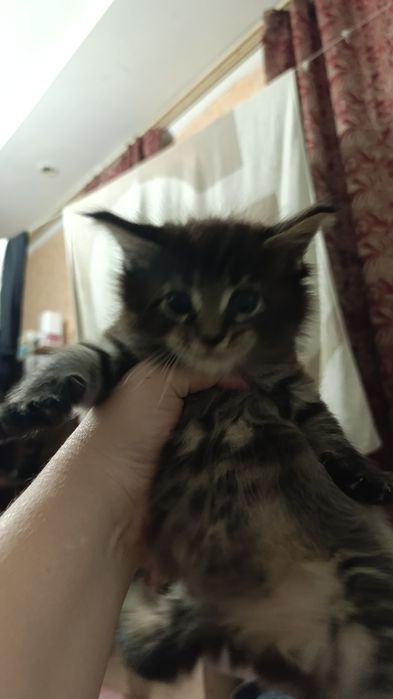 Котята Мейн-кун девочки