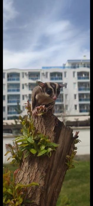 Летяща захарна катеричка