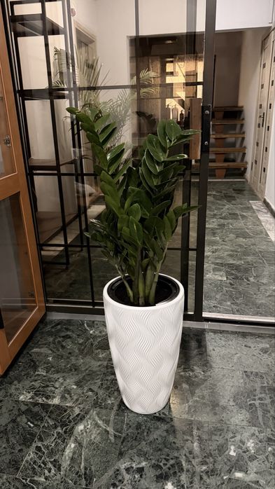 Готовые растерия в кашпо для озеленения