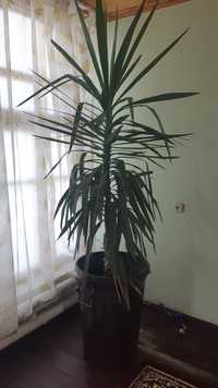 Пальма многолетняя 2 м