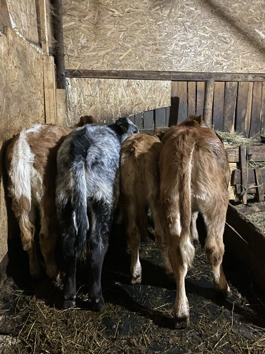 De vanzare 4 vitei si 2 juninci !