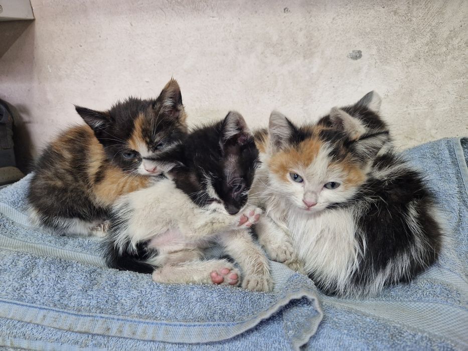 Отдам котят в добрые руки