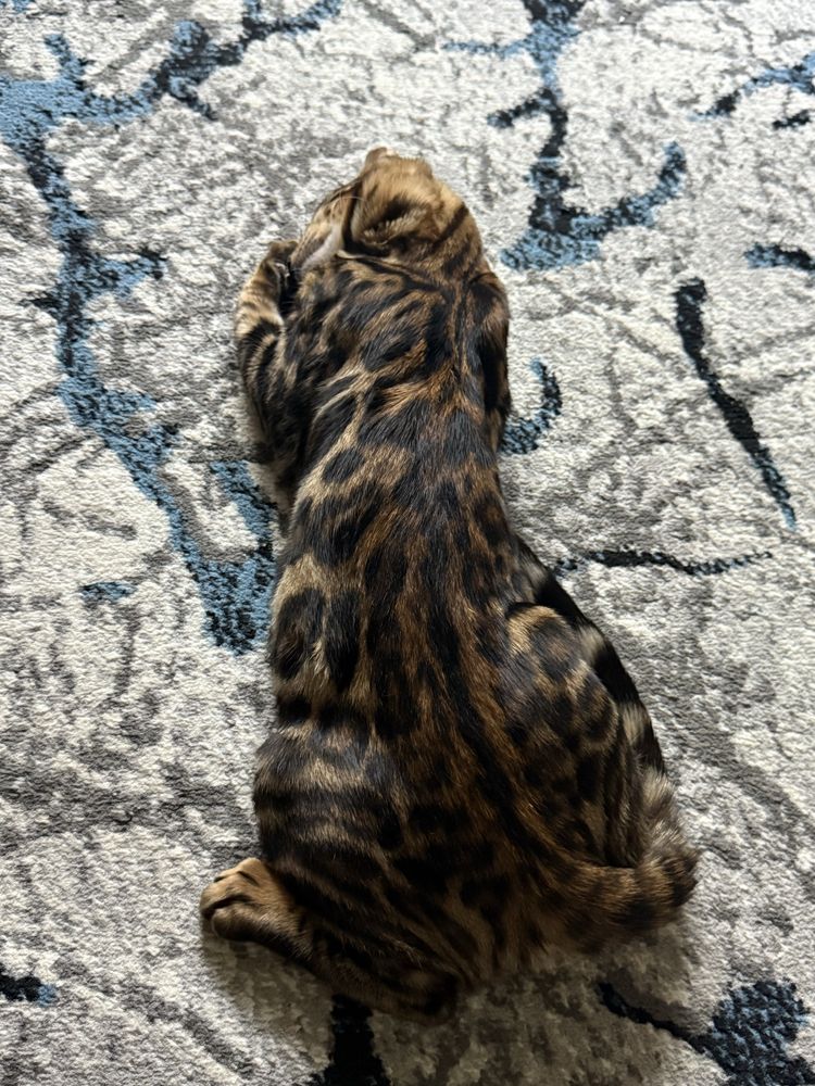 Bengal Mushugimiz sotiladi