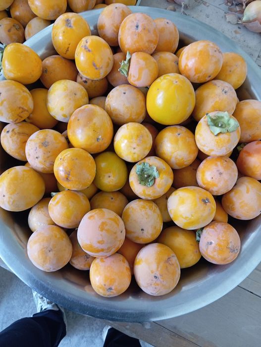 Xurmo judayam shirin