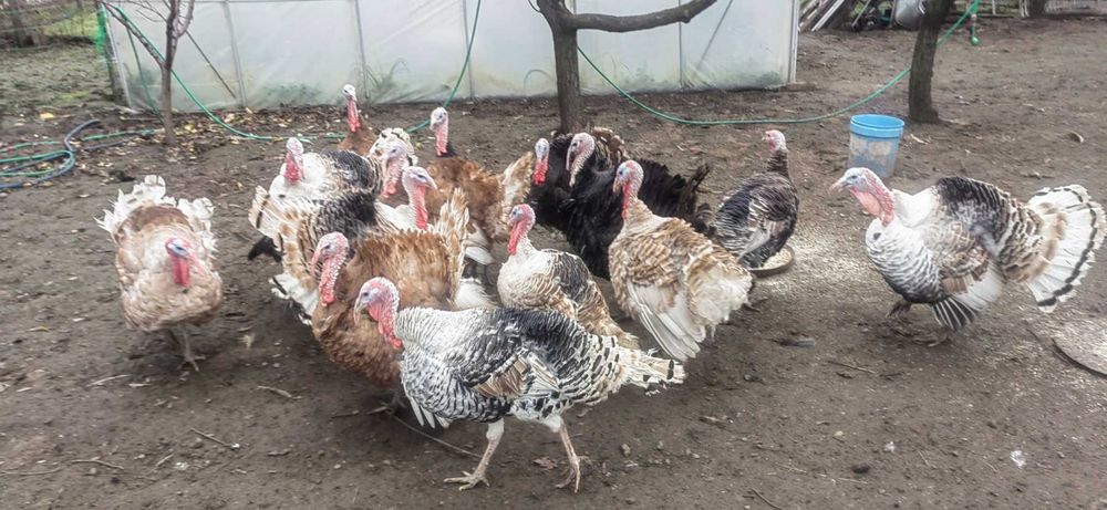 Продавам  Пуйки, Пуйки