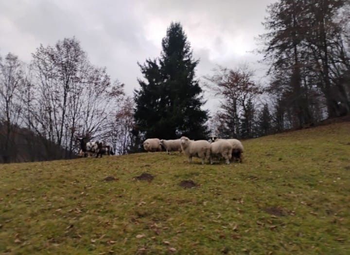 Oi de vanzare de a fata