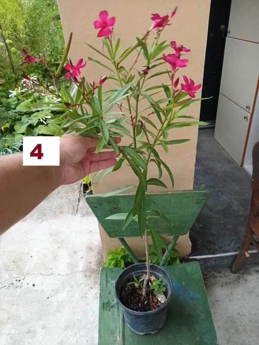 Зокуми,Олеандри,Лян