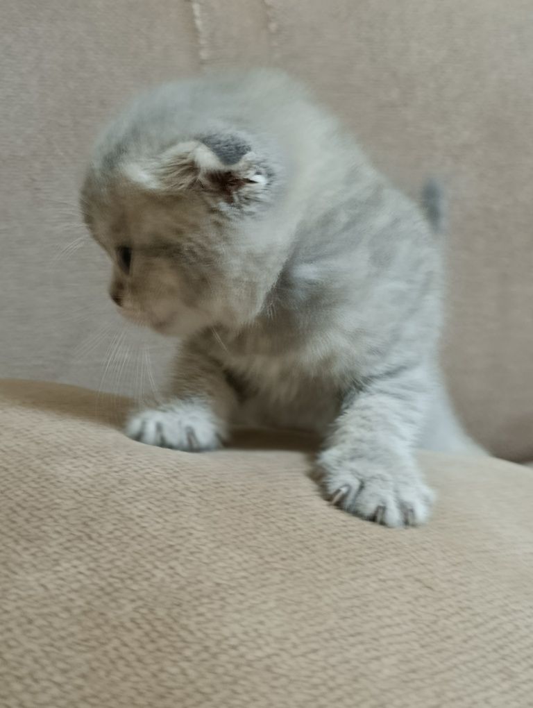 Котята скотиш фолд