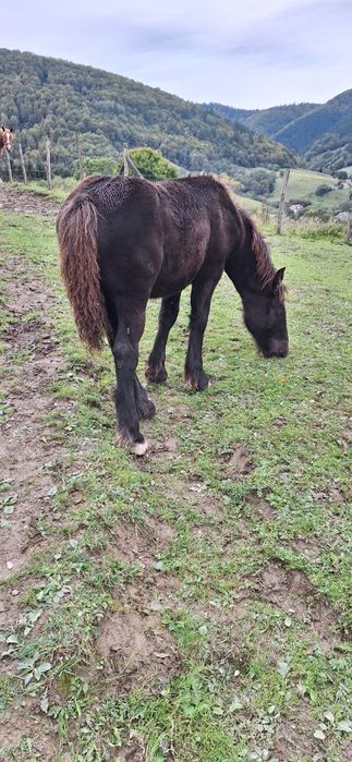 Mînză neagră ardeneză