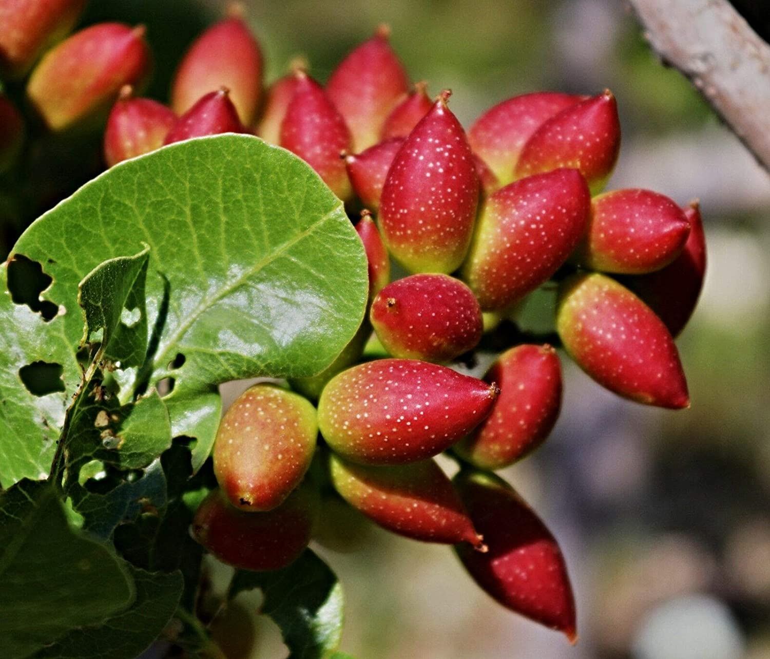Pomi Exotici (Fistic )
