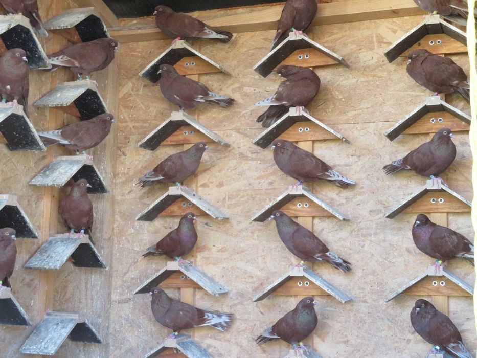 Porumbei  Zburători Roșii de Târgoviște