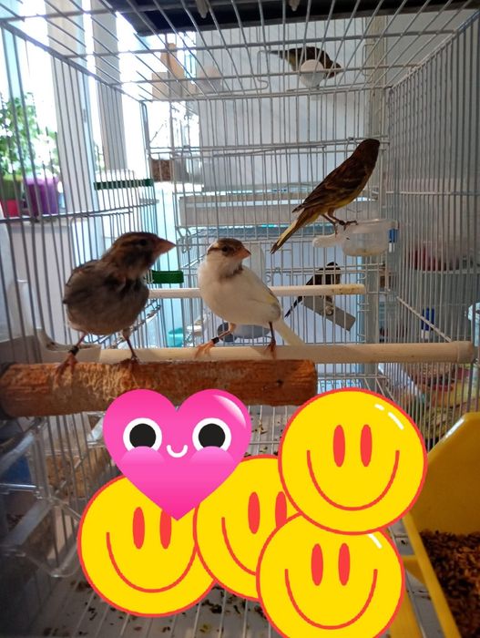 Canari. Masculi și femele