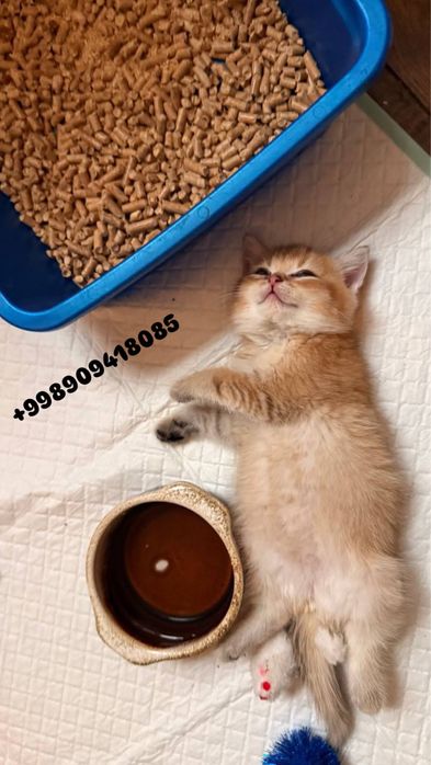 Золотая Британская Шиншилла