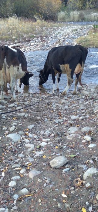 Vând vaca in varsta de 2 ani gestanta cu al 2 vitel  Gestatie 4 luni