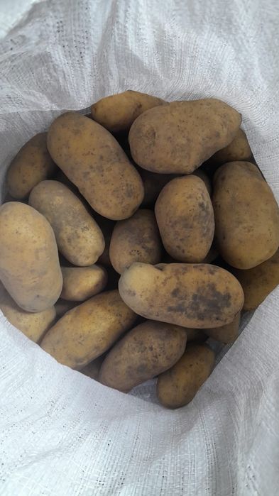 Продам картофель домашний сорт королева Анна.Очень вкусный .