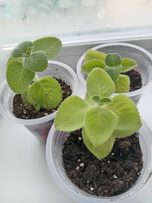 Комнатные растения