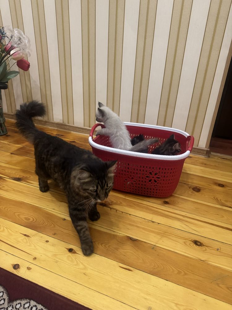 Котенки в добрые руки