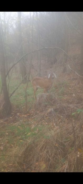 Capre de vânzare com. Dognecea