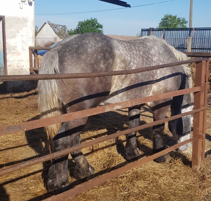 Armasar Percheron pentru monta