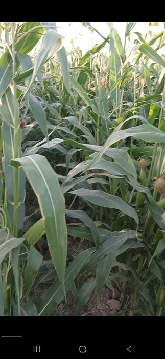 Силос учун маккажухори 4гектар