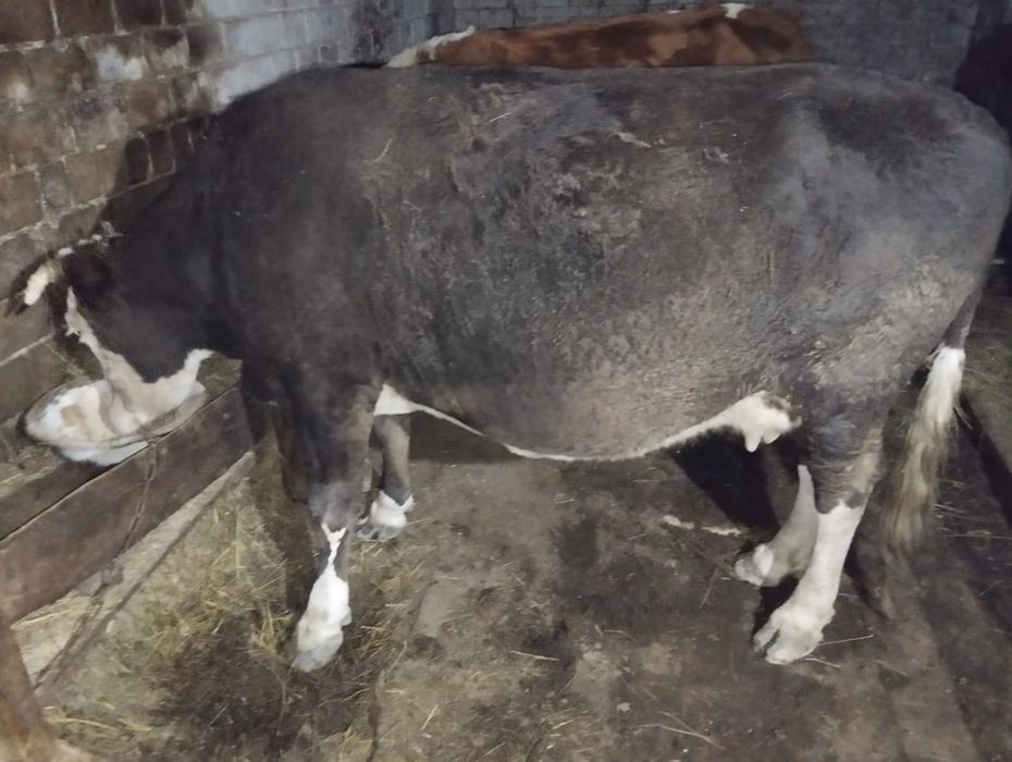 Продам коровы молочные