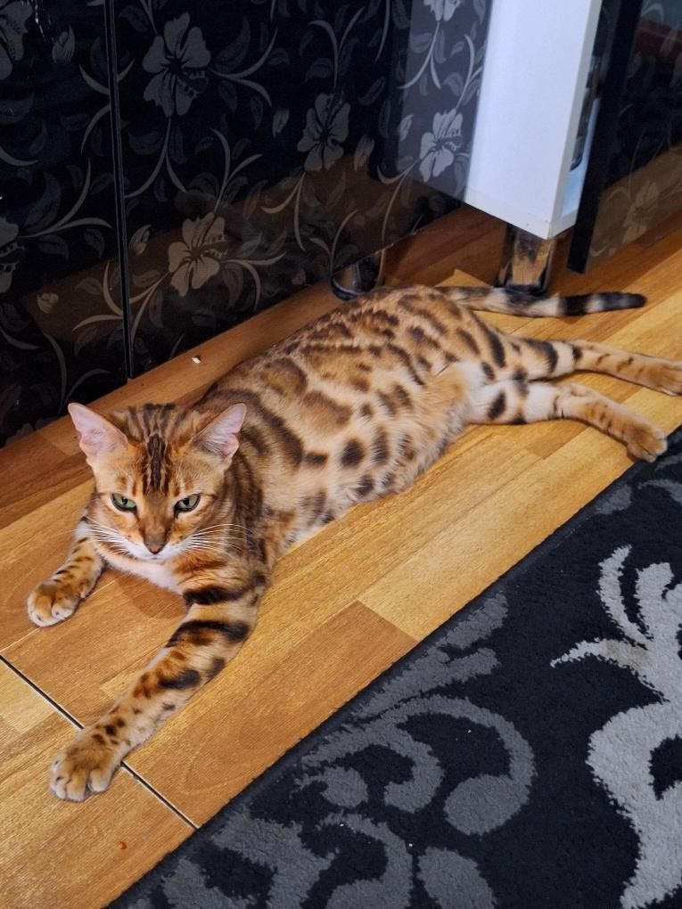 Bengalskiy mushuk