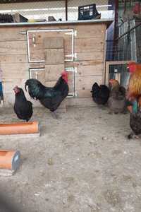 Cocos Australorp