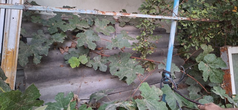 Шифер бесплатно самовывоз