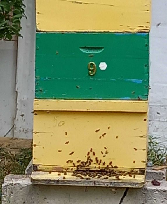 Miere naturala netratata  30 lei/ kg