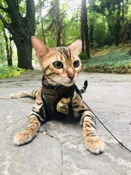 Женска Бенгалска котка