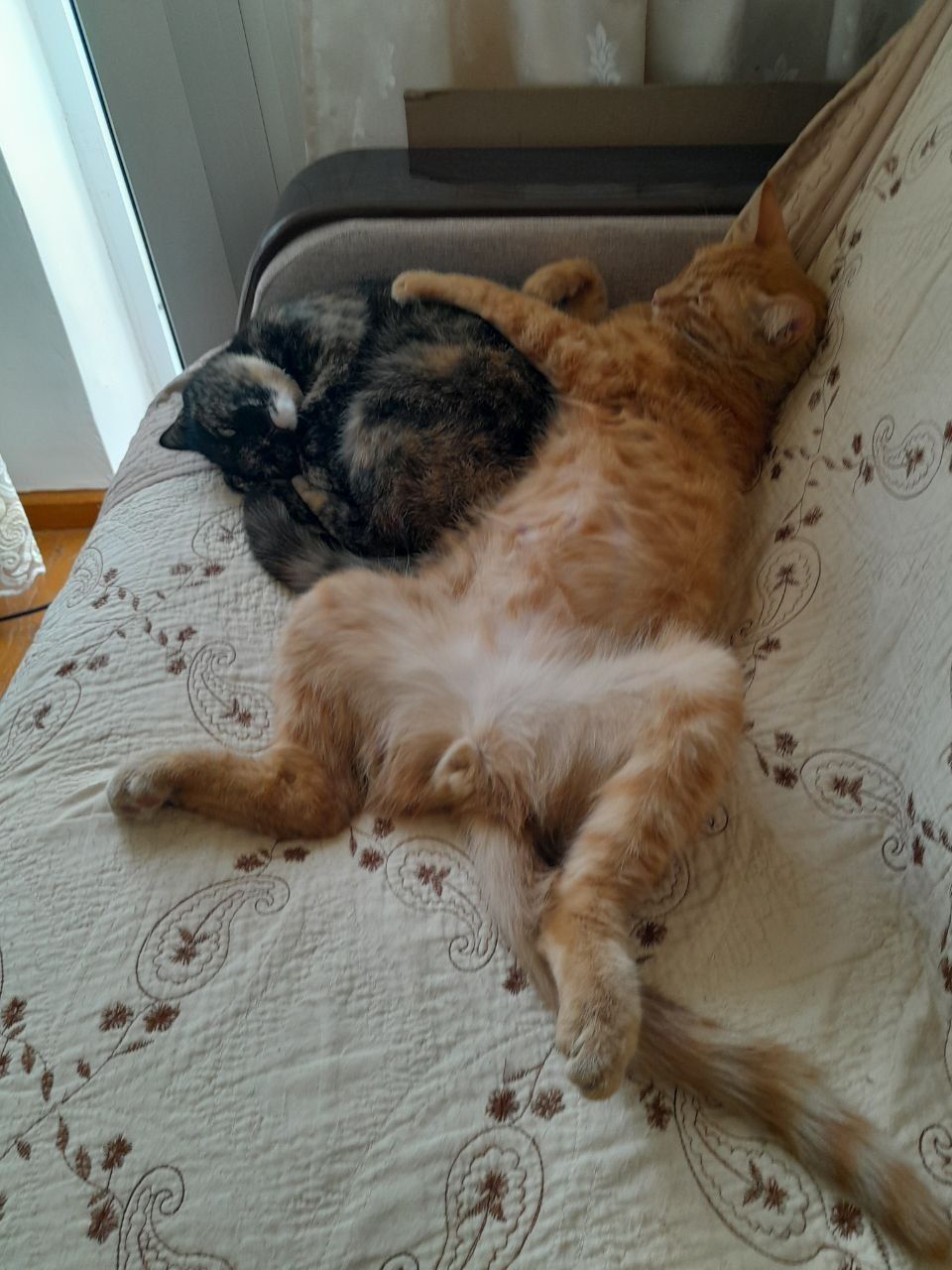 Передержка котиков