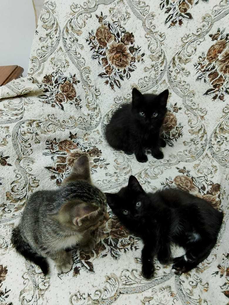 Милые котята ищут дом!