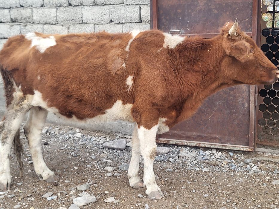 1 Сиыр 2 Кашар сатылады