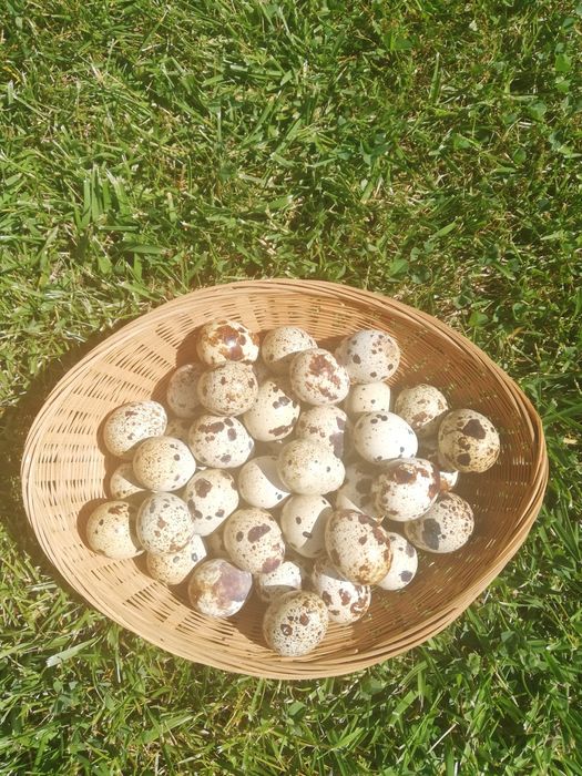 Prepelițe de vânzare