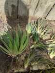 Butasi Aloe Aristata