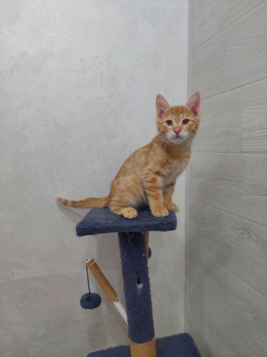 Котёнок мальчик рыжий. Ташкент