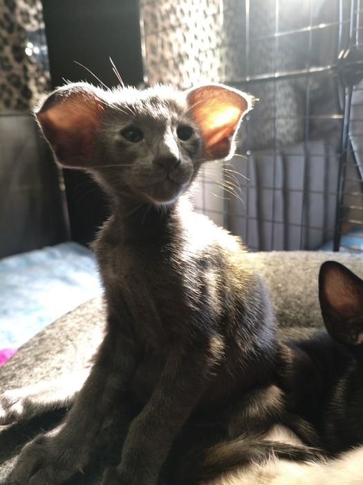 Ориентальные котята