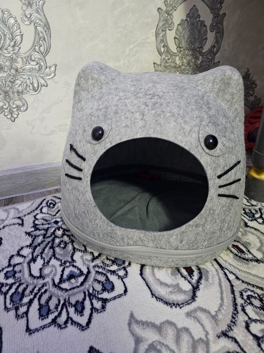 Scotish Fold Mushuk Sotıladı.