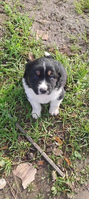 Каракачански кученца