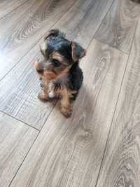 Yorkshire terrier