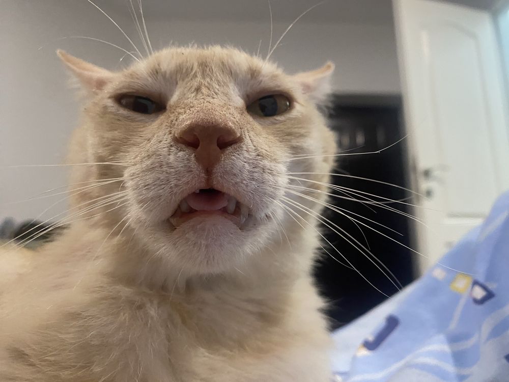 Motanel senior pentru adoptie