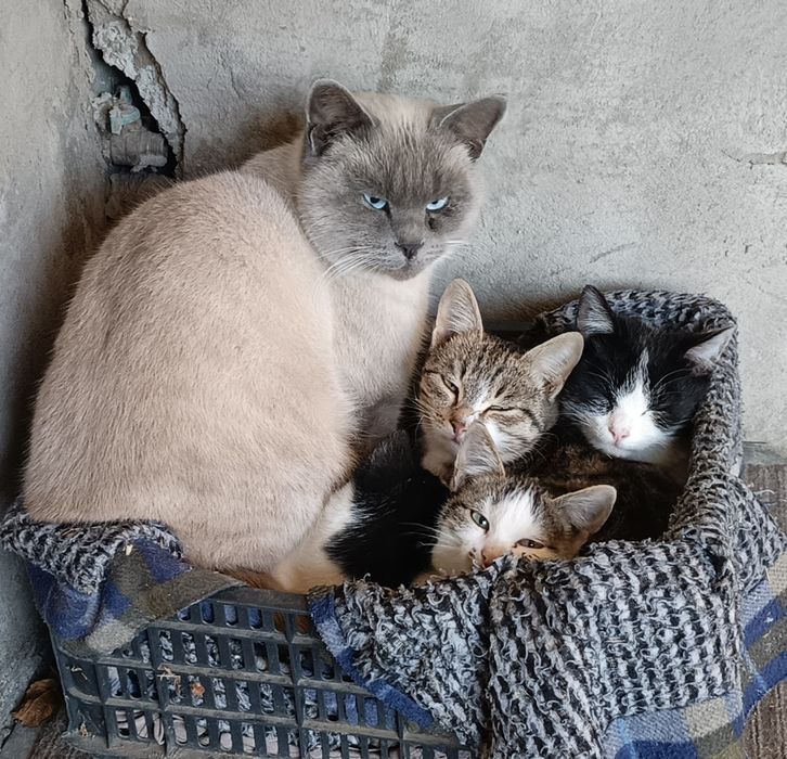 Кошки наши меньшие друзья