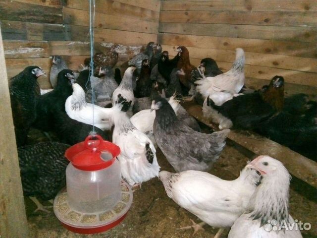 Damashni tavuxla bor