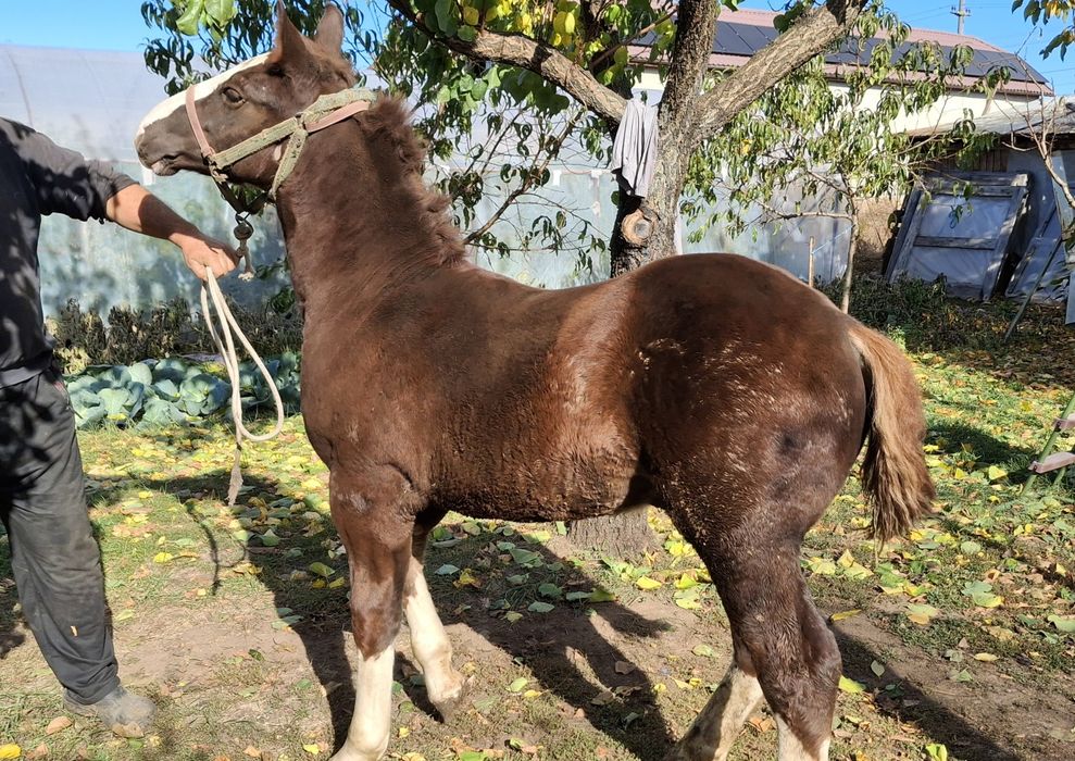 Manz tanar de vanzare